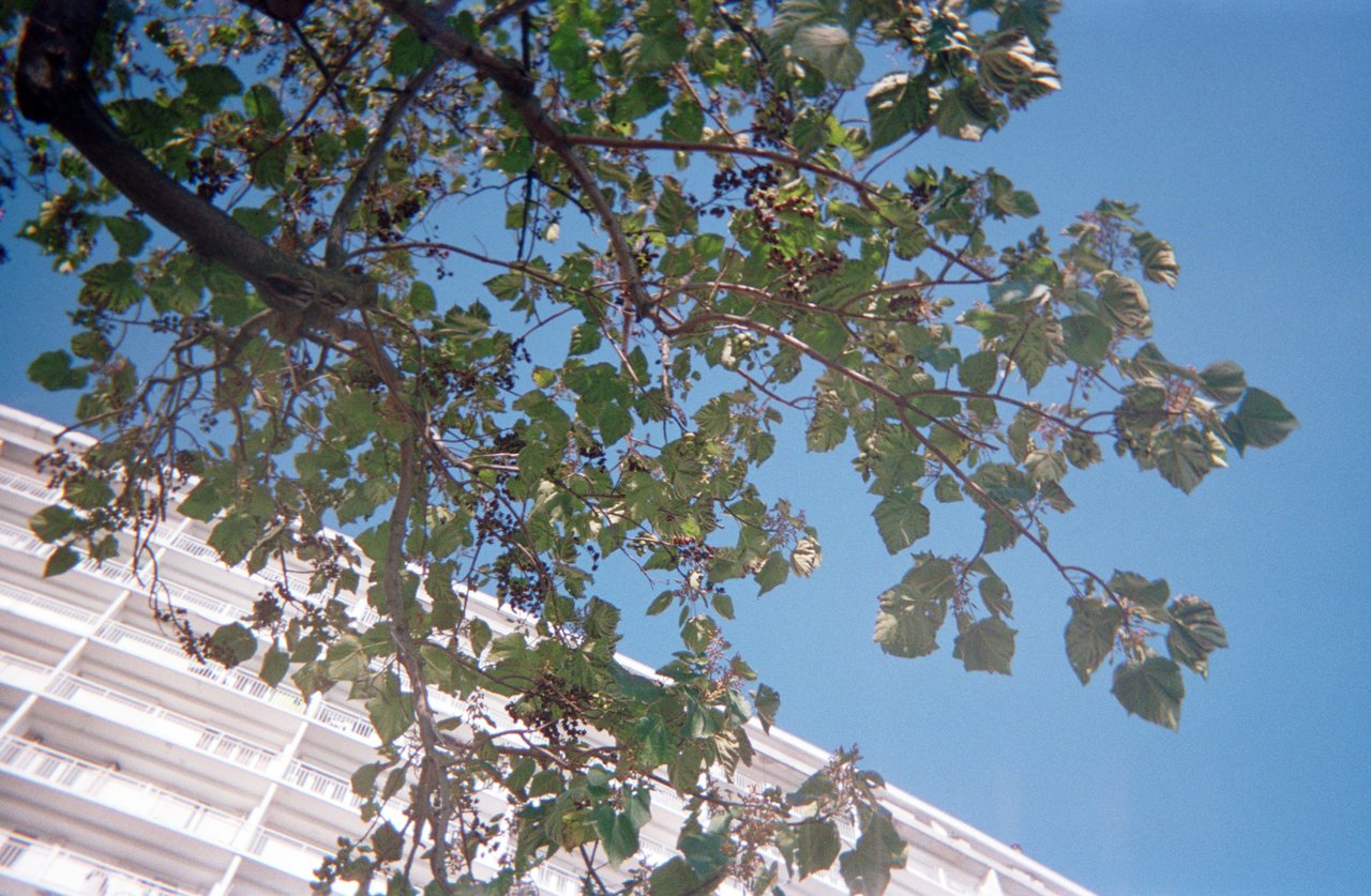 L’arbre de Champagne · « la cité des bulles », Argenteuil, 2022