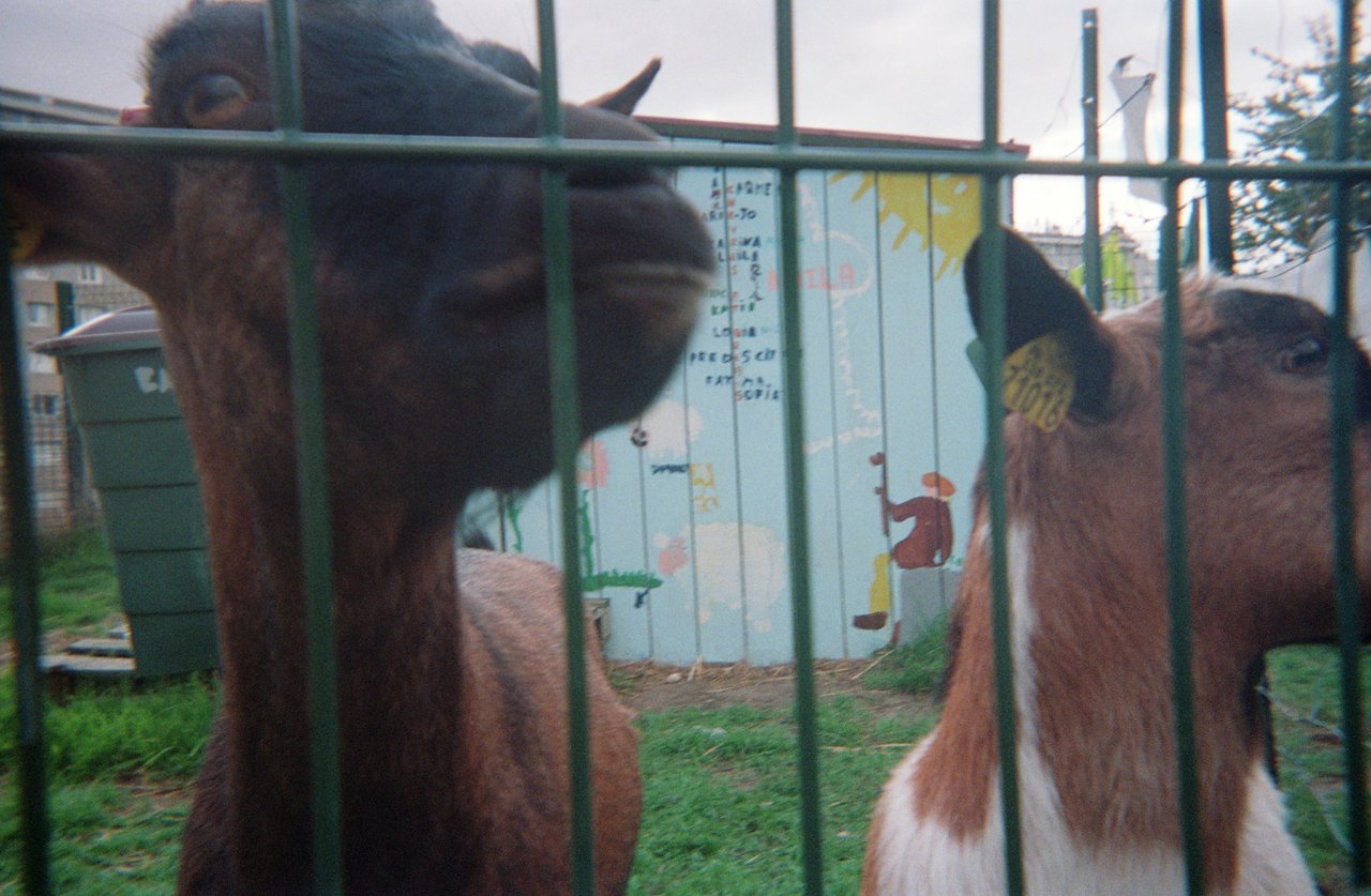 Le jour du Cheval · « la cité des bulles », Argenteuil, 2022