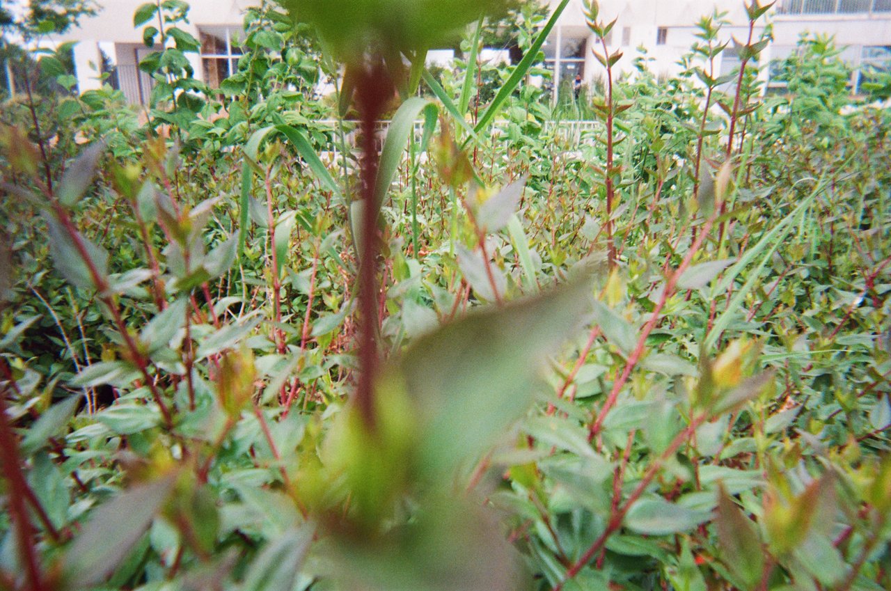 Les jolies plantes · « point de vue à la noue », Bagnolet, 2021