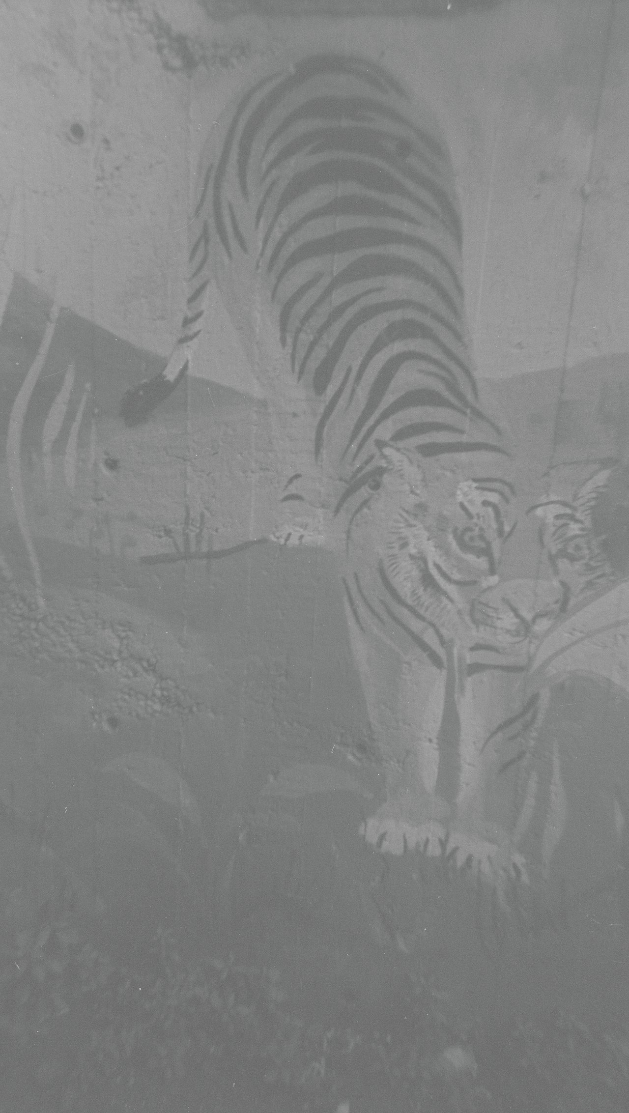 Le tigre de la victoire · « xpo olympique de bagnolet », Bagnolet, 2022